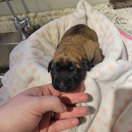 Girl 1 - Apricot female Mastiff puppy in Atlanta, Michigan from Legacy Mastiffs