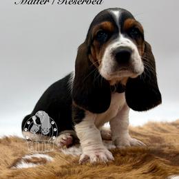 Tow Matter - Black white and brown male Basset Hound puppy in Dingess, West Virginia from Tuckers' Howling Hounds