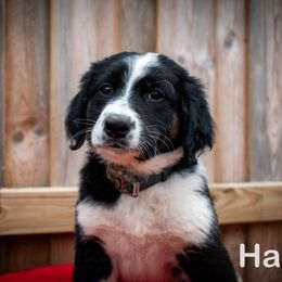 Border Collie, Golden Retriever, and Sporty Mix Puppies from Turbo Border Collies & Coltrievers