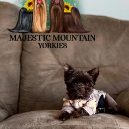 Max - Yorkshire Terrier