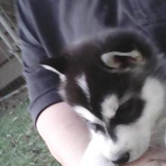 Siberian Husky Puppies from Siberian Songs