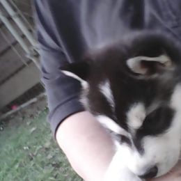 Siberian Husky Puppies from Siberian Songs
