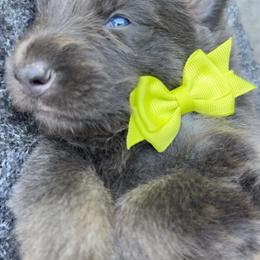 Omelette - Blue male German Shepherd puppy in Fort Jennings, Ohio from Von Holtzapple German shepherds