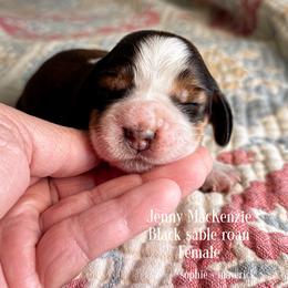 Jenny MacKenzie - Liver white and tan female English Springer Spaniel puppy in Tupalo, Mississippi from Butterfield Trail Farm