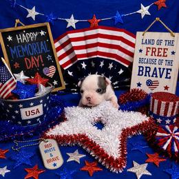 Lil Blue Boy - Blue male Boston Terrier puppy in San Antonio, Texas from JT Bostons