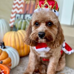 Louis - Cavapoo