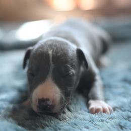 Vapor - Blue female Whippet puppy in Gentry, Arkansas from Mardel Robeson of Mulberry Hollow Whippets