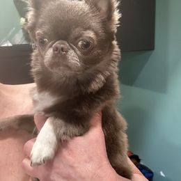 Jasper - Chihuahua