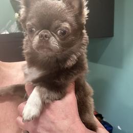 Jasper - Chihuahua