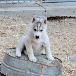 Girl 3 - Gray and white Siberian Husky puppy in Sun Valley, Nevada from Arcticgrace Siberians