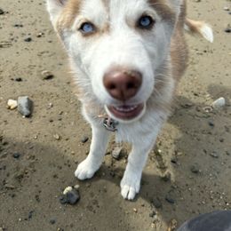 Siberian Husky Puppies from Young Orchard Siberians