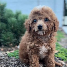 Machiatto - Red female Cavapoo puppy in West Jordan, Utah from Haven Creek Doodles