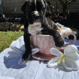 Boxer Puppies from Bellmont Boxers East TN