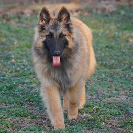 Austin - Mahogany and black male Belgian Tervuren puppy in South Point, Ohio from Aftershock Belgians