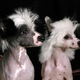 Chinese Cresteds from Wyldhair Chinese Crested