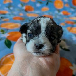 Beau (Colonel Mustard) - Yellow Collar - Brown and white male Shichon puppy in Troy, Ohio from Ever After Tails