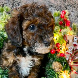 Hermione - Phantom female Goldendoodle puppy in Kearneysville, West Virginia from Daydreamer