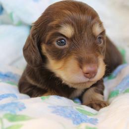 Girly - Chocolate and cream female Dachshund puppy in Laurel, Mississippi from Kissinger Dachshunds