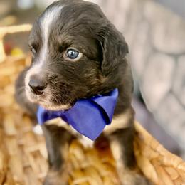 Dark blue - Black tri male Miniature Australian Shepherd puppy in 32046, Florida from River Hill Ranch