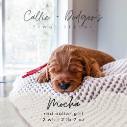 Mocha - Red  female Goldendoodle puppy in Tacoma, Washington from Peninsula Doodles