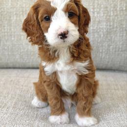Bluey - Parti male Goldendoodle puppy in Gig Harbor, Washington from Nuttall's Goldendoodles
