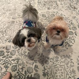 Shih Tzu Puppies from Sun Shih Tzu