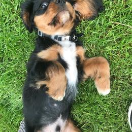 Cavalier King Charles Spaniel Puppies from Jina Ezell