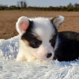 Aspen - Pembroke Welsh Corgi puppy from Half-Pint Corgis