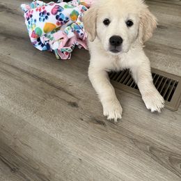 Golden Retriever Puppies from Mia Ragazza Golden Retrievers