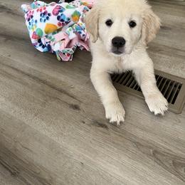 Golden Retriever Puppies from Mia Ragazza Golden Retrievers