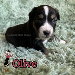 Olive - Black tri female Miniature American Shepherd puppy in Millington, Tennessee from Goading Glee Glade