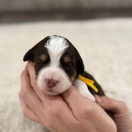Yellow Girl - Tri-color female Bernedoodle puppy in Lacey’s Spring, Alabama from Daisy's Doodles