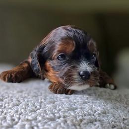 Cavapoo puppies from Cavapoo Cuddles