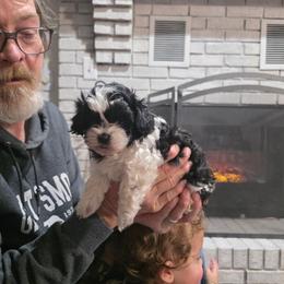 Dorothy Jane(DJ) - Black and white female Shihpoo puppy in Eldon, Missouri from B&B Designer Shihpoo’s