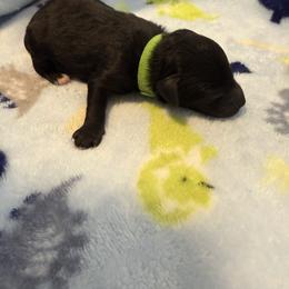 Zeus - Black male Poodle puppy in Bakersfield, California from Pedigree Poodles