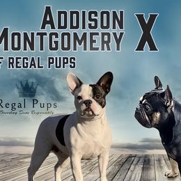 French Bulldogs from Regal Pups