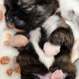 Amy - Brindle female Lhasa Apso puppy in Jefferson, New York from Absolute Lhasa Love