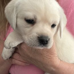 Miss lemon - Yellow female Labrador Retriever puppy in San Diego, California from Sammieslabpuppies
