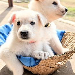 German Shepherd Puppies from Haven Farm