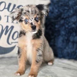 Razzels - Blue merle male Miniature Australian Shepherd puppy in Killen, Alabama from Wilkers Wholehearted Mini Aussies
