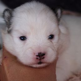 Podolica - Black and white female Pomsky puppy in Albany, Indiana from Hatz Off Puppies
