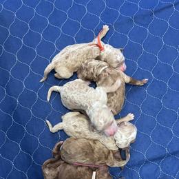 Goldendoodle Puppies from Crystal Romero