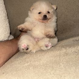 Girl - Cream female Pomeranian puppy in Riverside, California from Swans Nest Pomeranians (IG)
