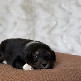 Girl 2 - Black tri-color female Australian Shepherd puppy in Argyle, Iowa from Country Time Kennels