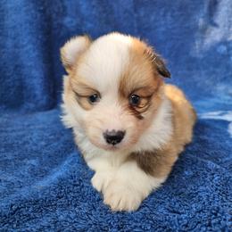 Christine - Red female Pembroke Welsh Corgi puppy in Castle Rock, Washington from Heckman Corgis