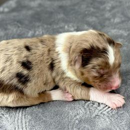 RMF12 - Red merle female Aussiedoodle puppy in Prague, Oklahoma from Classic K9’s  Aussies & Doodles