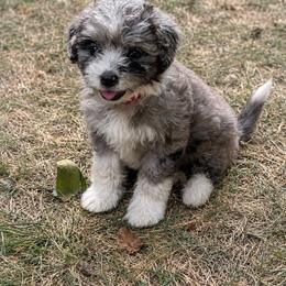 Beth - Blue merle female Aussiedoodle puppy in Abbeville, South Carolina from Double E Doodles