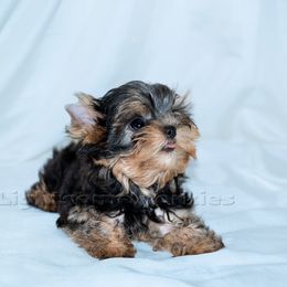 Yorkshire Terrier Puppies from Lightsome Yorkies