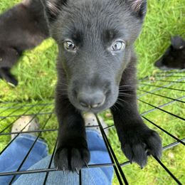 German Shepherd Puppies from Bolwerk’s 3B Acres
