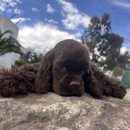 Hershey (Blue collar) - Brown male Cocker Spaniel puppy in Glastonbury, Connecticut from Hillside kennels